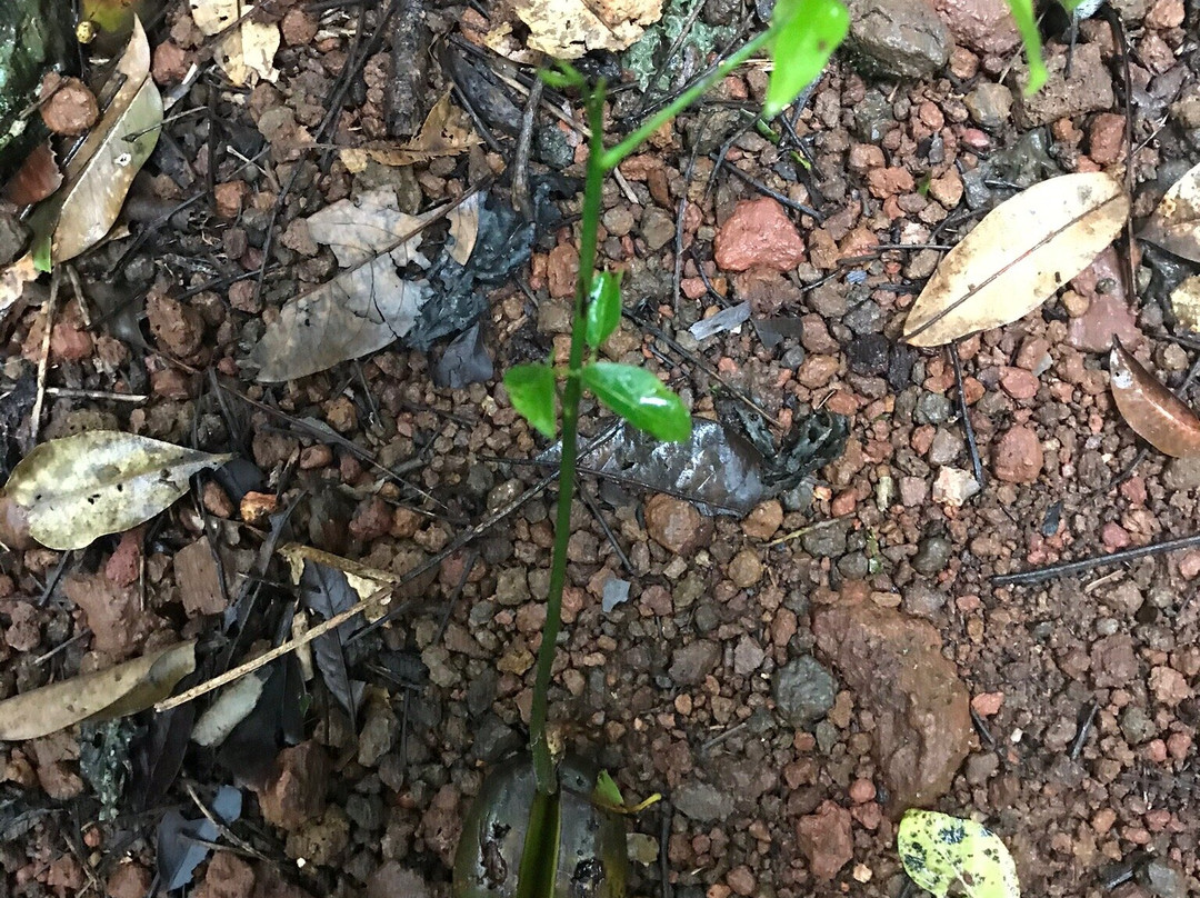 Wongabel State Forest- 阿瑟顿必去景点