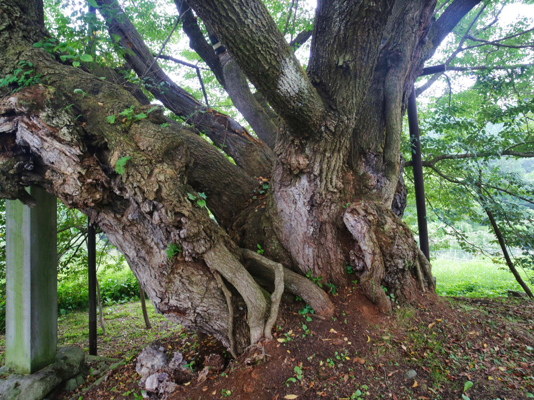 Jindaizakura of Suzakura Shrine-长野县必去景点