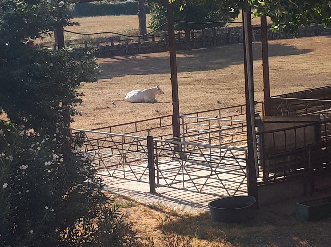 Agriturismo La Meridiana Fattoria Conversi主图