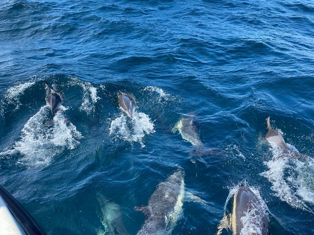Cork Whale Watch景点图片