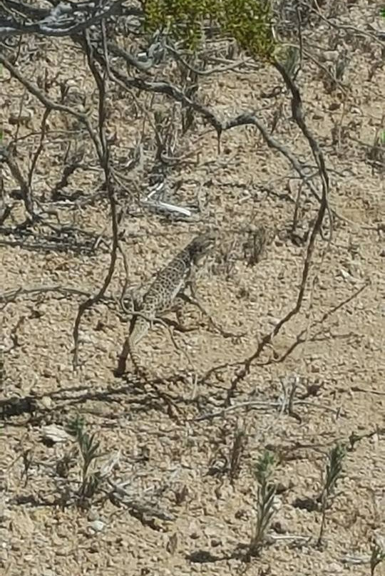 Desert Tortoise Natural Area-California City必去景点