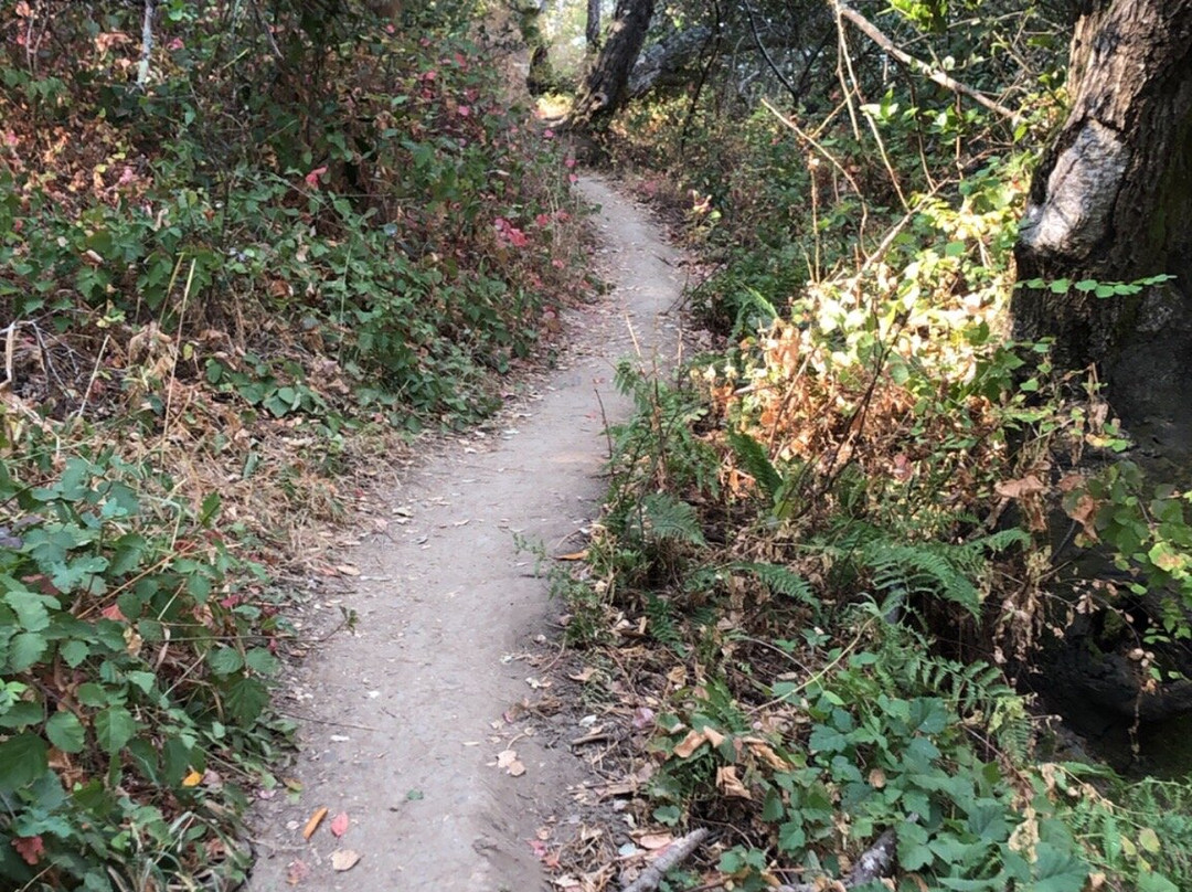 Laurelwood Park-圣马特奥必去景点