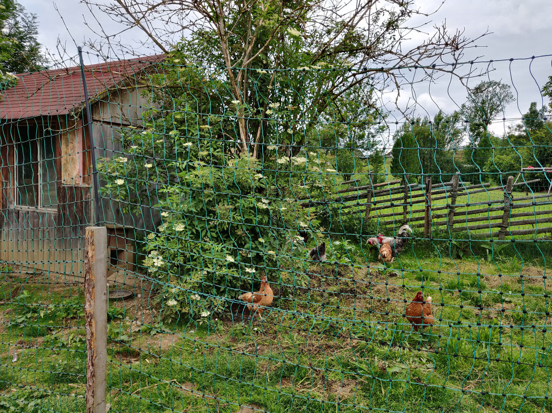 Miniponyhof Wild - Campingplatz am Bauernhof