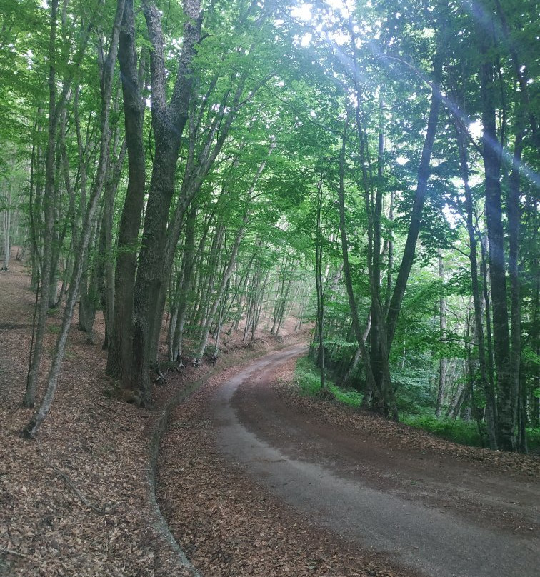 Faggeta di Condrò (with Area Picnic)