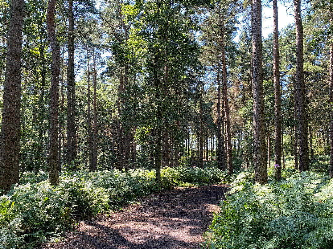 Broom House Farm Forest Adventure-Witton Gilbert必去景点