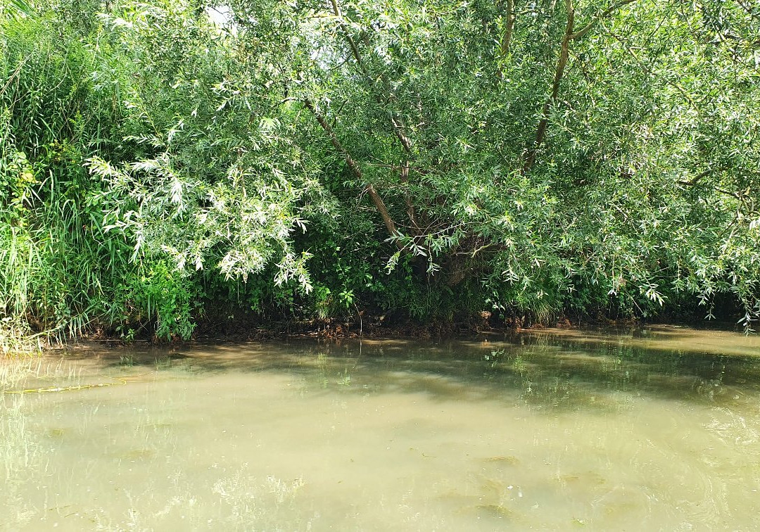 Biesbosch Museum景点图片