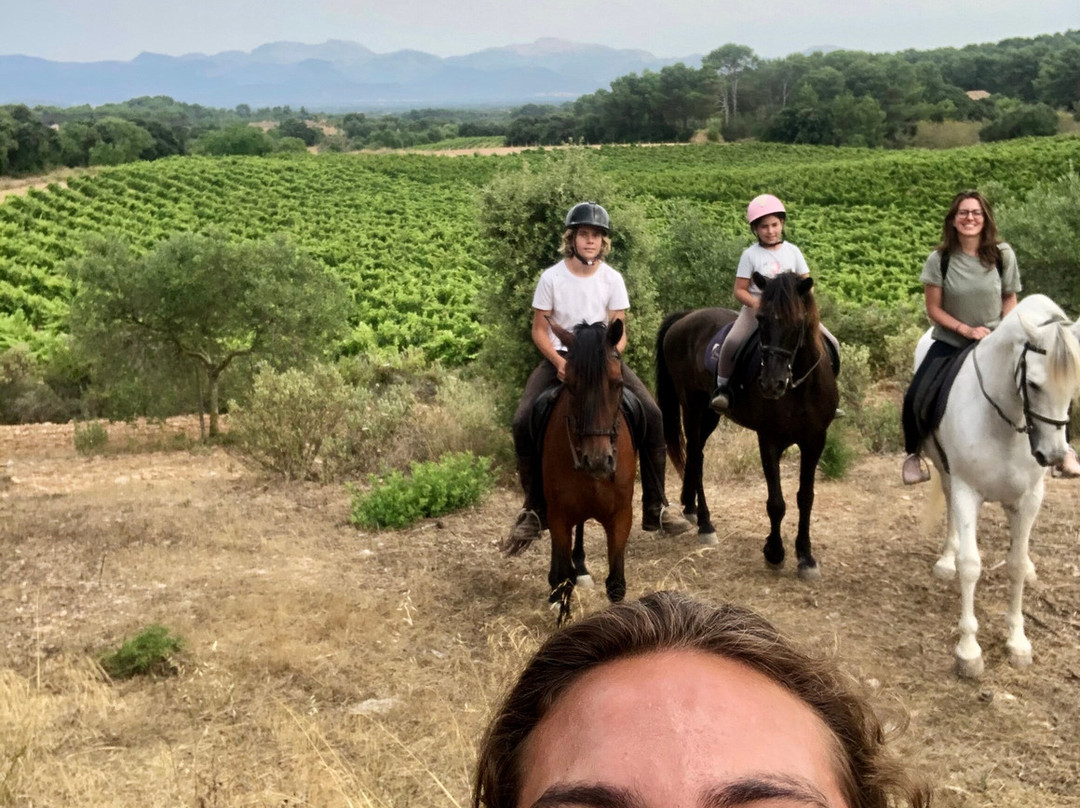 Mallorca Horses景点图片