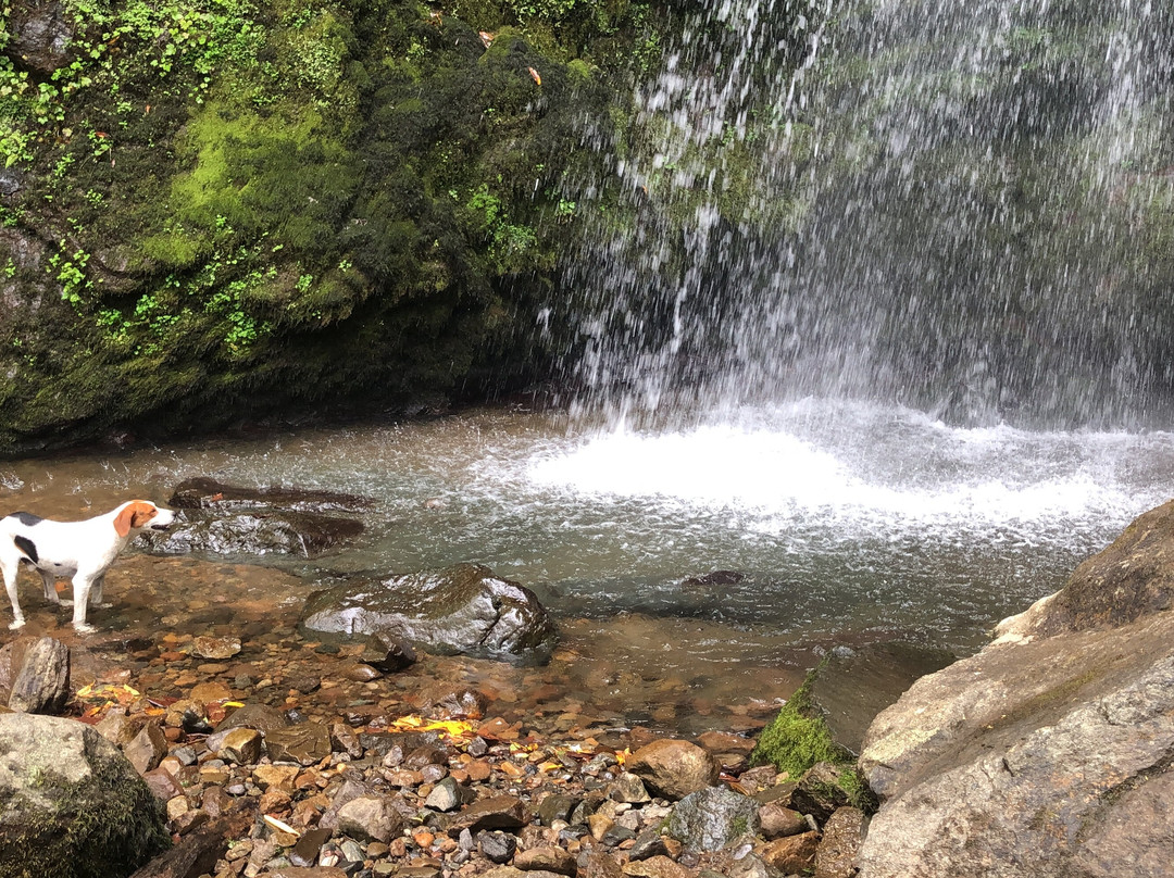 Mtirala National Park-Chakvistavi必去景点