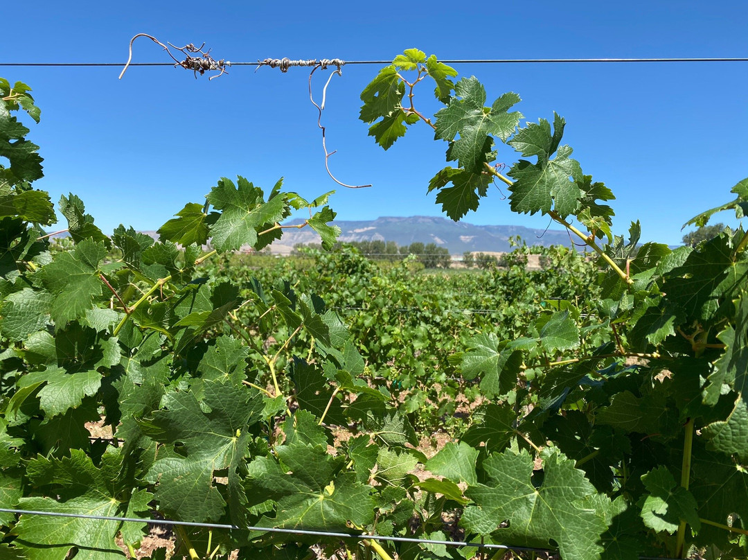 Mesa Park Fruit Co.-Palisade必去景点