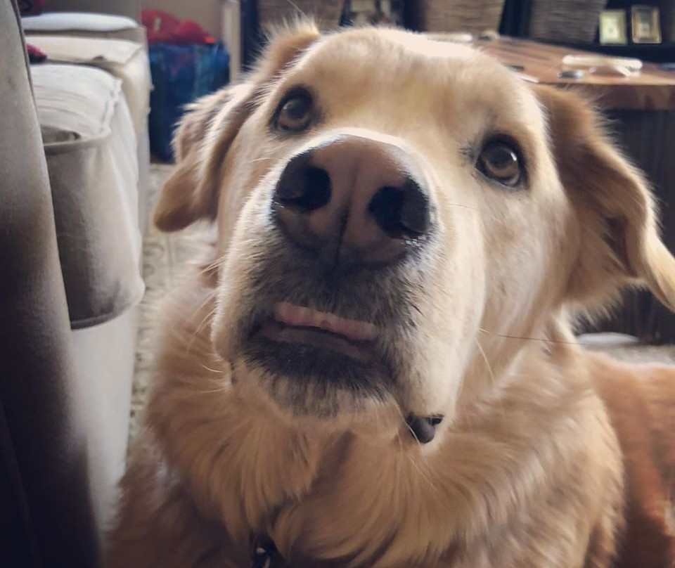 Annie Kaill's Gallery Gifts Framing-朱诺必去景点