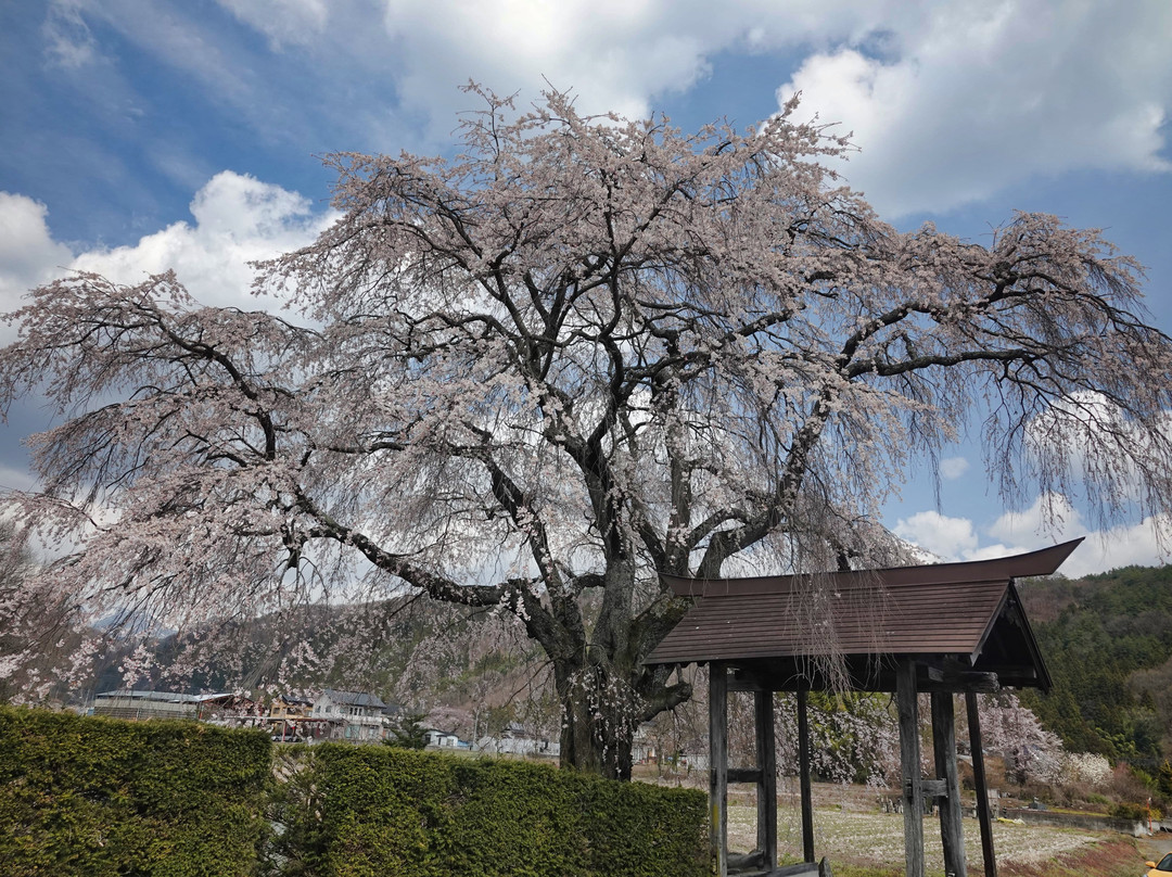 Shidarezakura of Tensho-ji Temple-沼田市必去景点