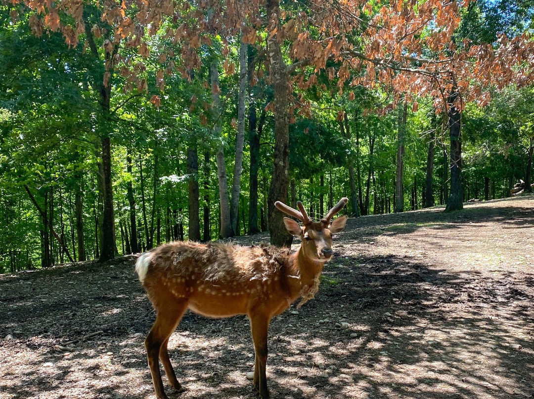 Briarwood Ranch Safari Park-莫利斯敦必去景点