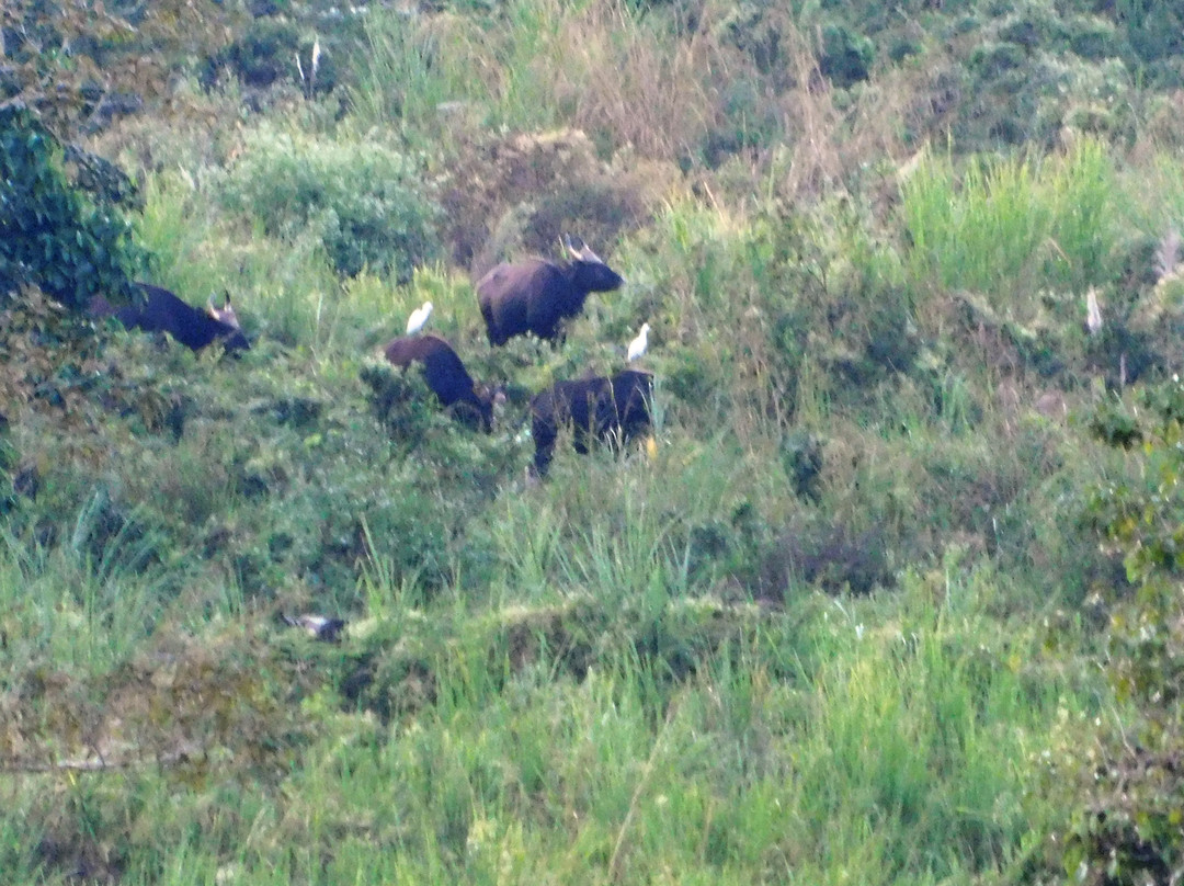 Gorumara National Park-Gorumara National Park必去景点