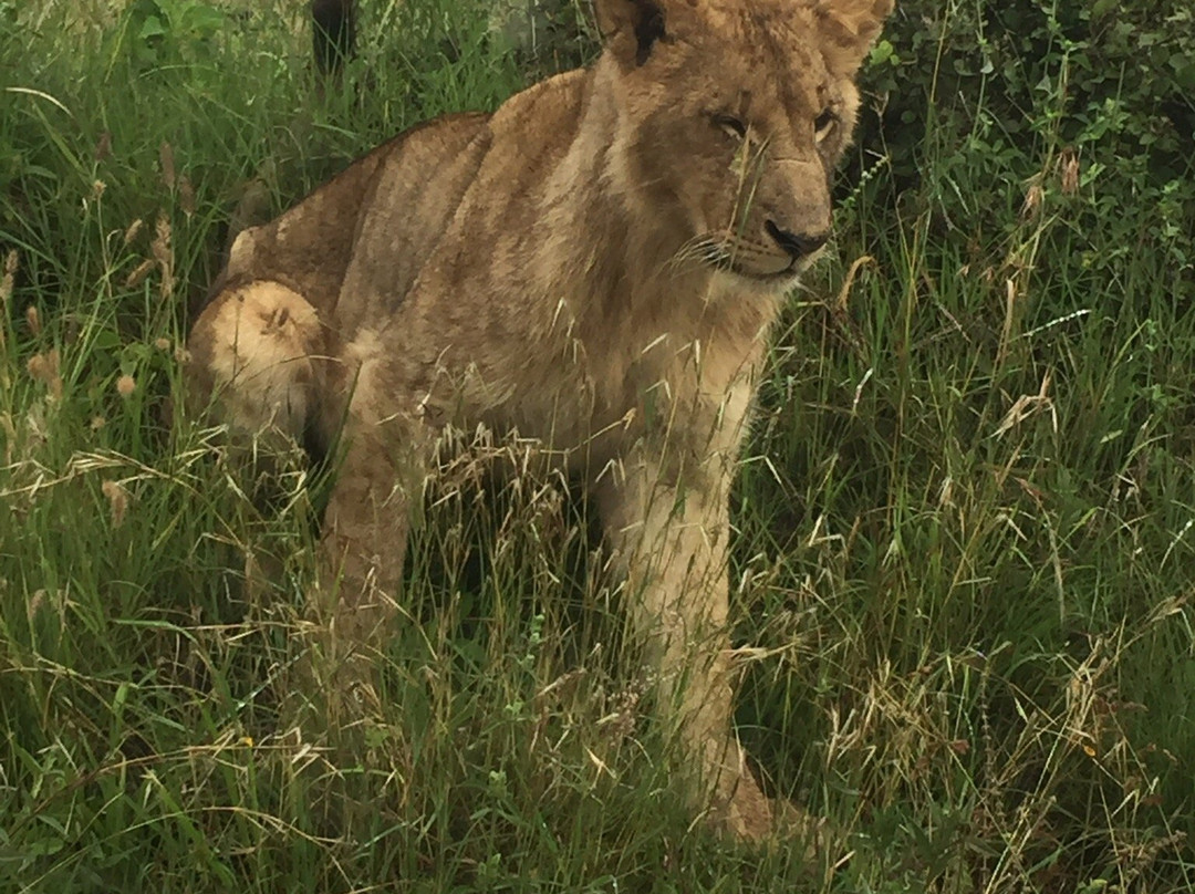 day to day Tours and safaris, Kenya-内罗毕必去景点