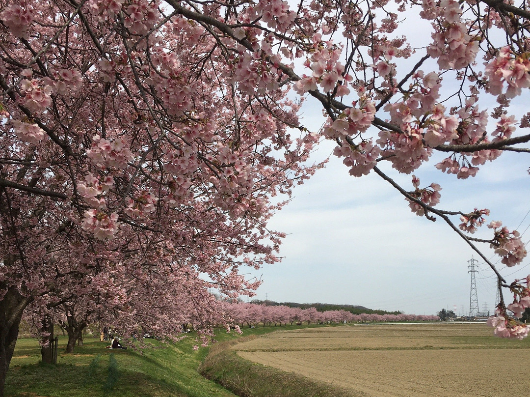 Kitaasaba Sakurazutsumi Park-坂户市必去景点