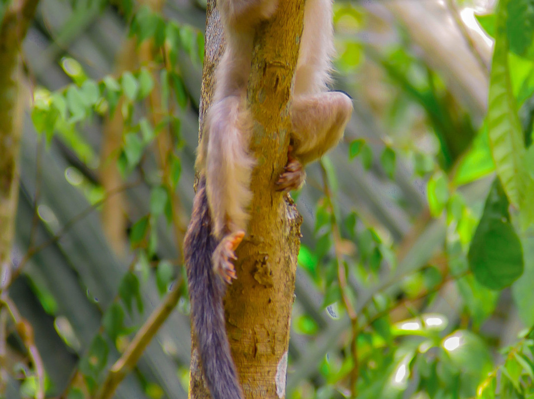 Casa Permacultural Curua主图