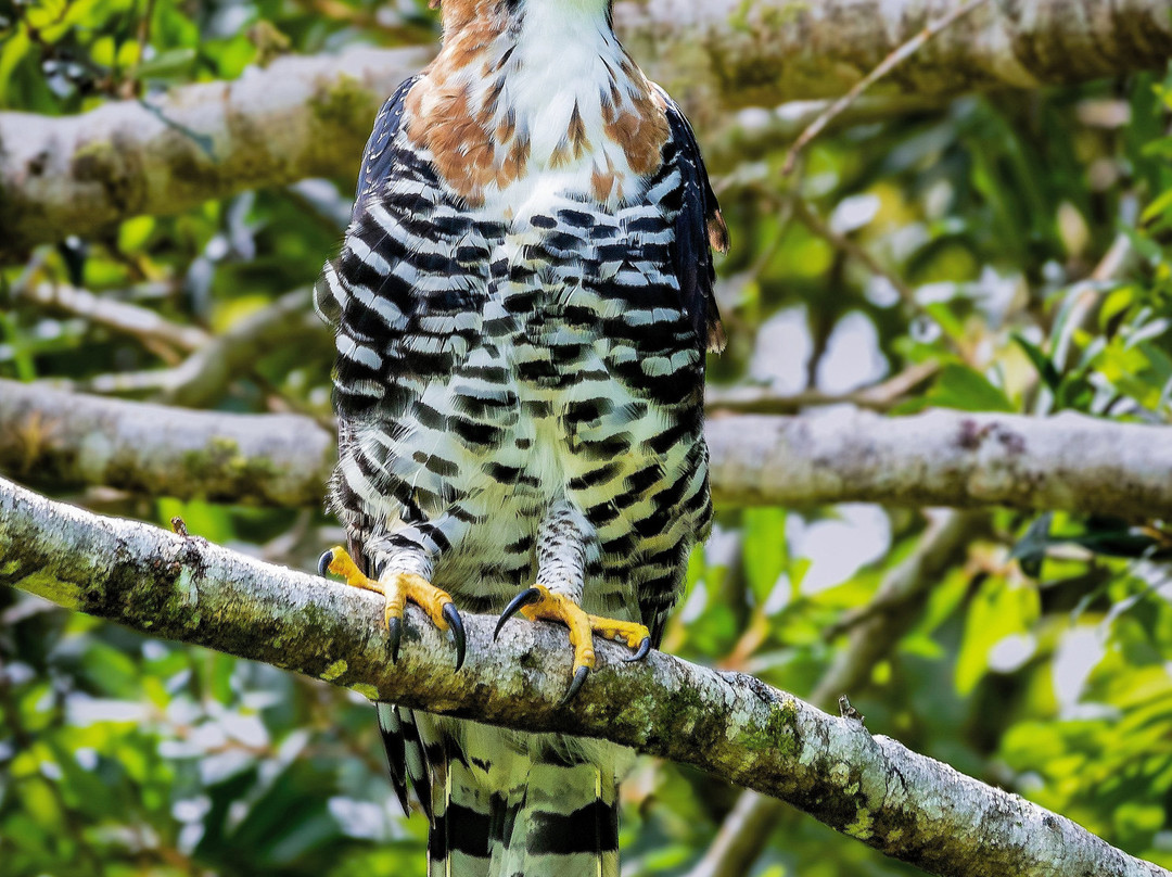 Feather Hunters CR-彭塔雷纳斯必去景点