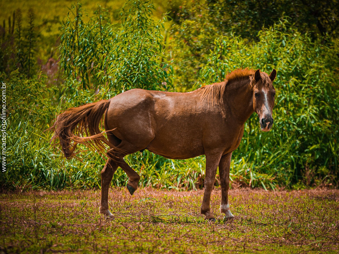 Hotel Fazenda Santa Maria主图