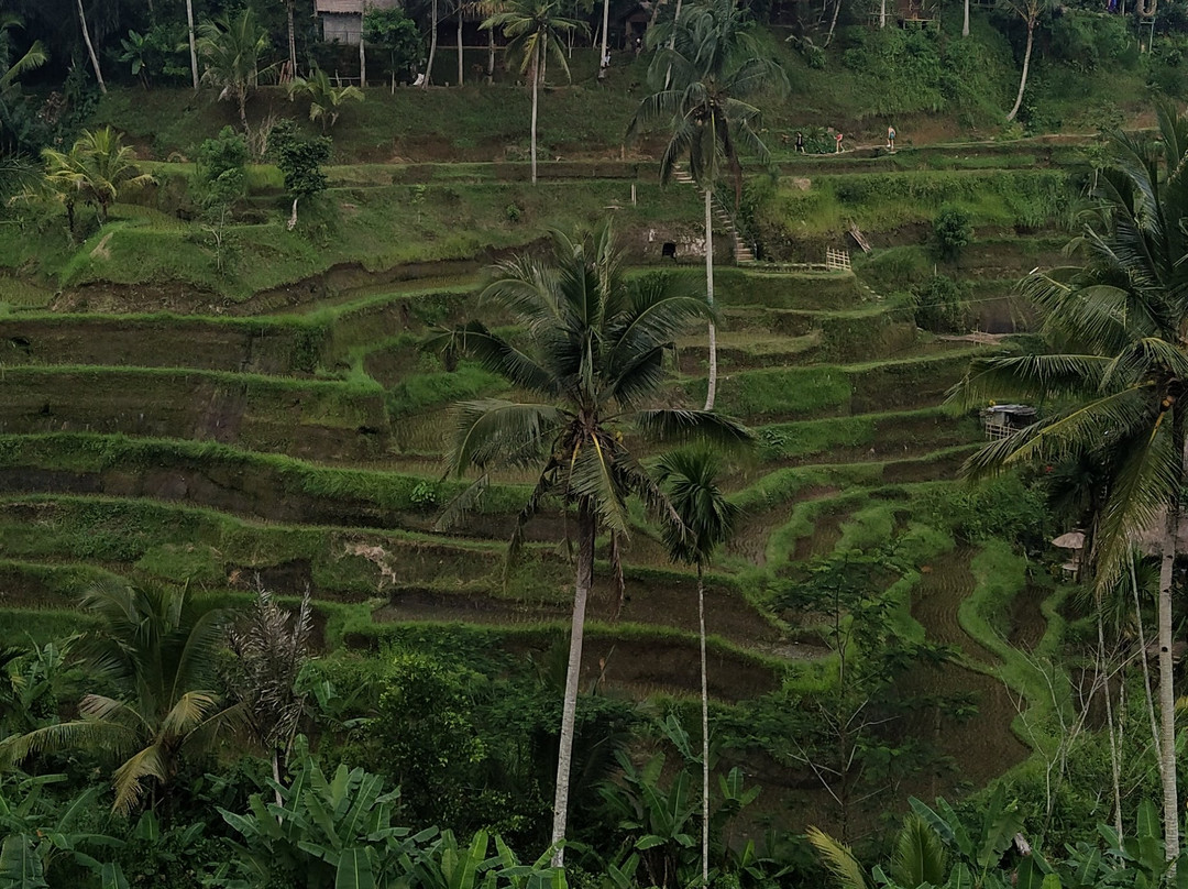 GetTourDriver - Bali Day Tours, Activities, Attractions & Bali Car With Private Driver-登巴萨必去景点