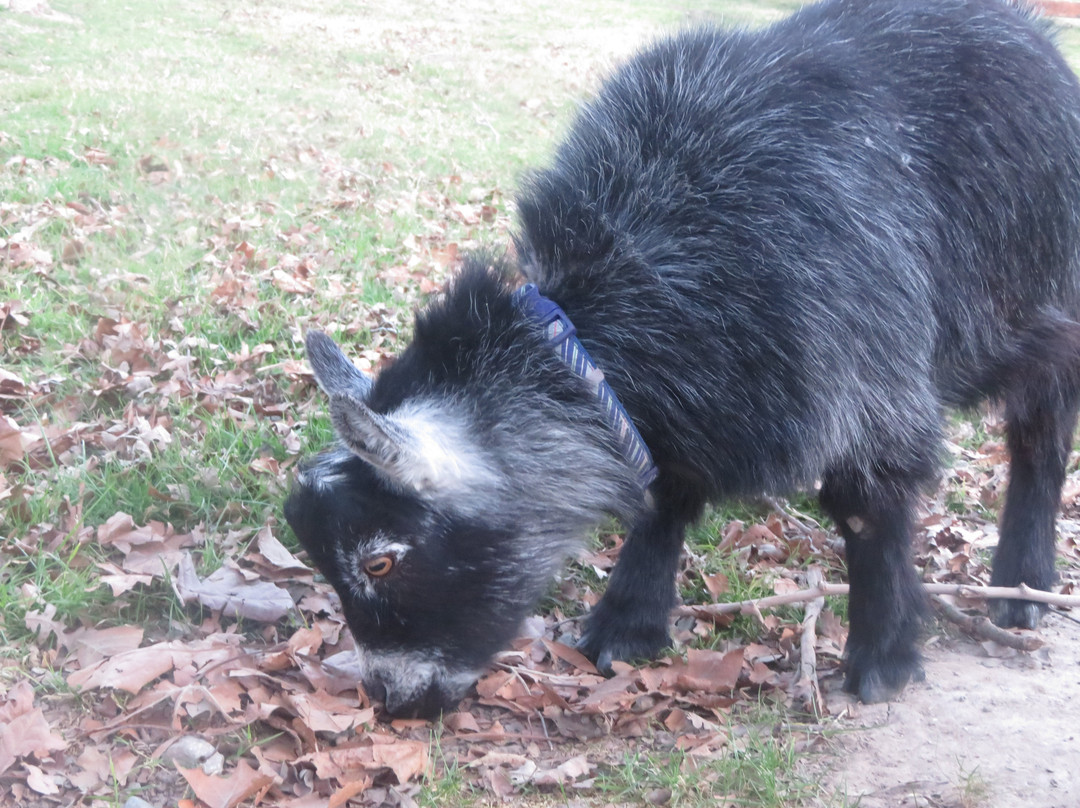 Borges Ranch-核桃溪必去景点