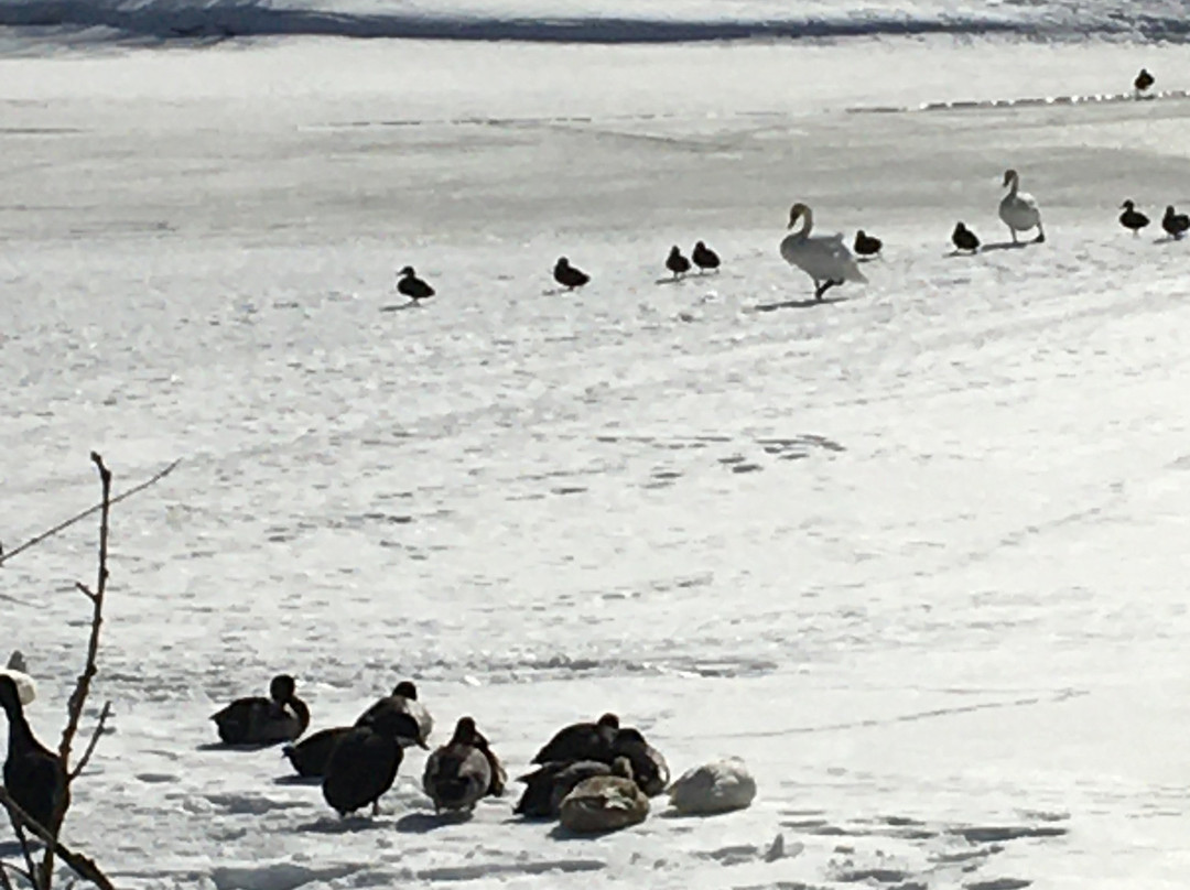 Bowring Park-圣约翰必去景点