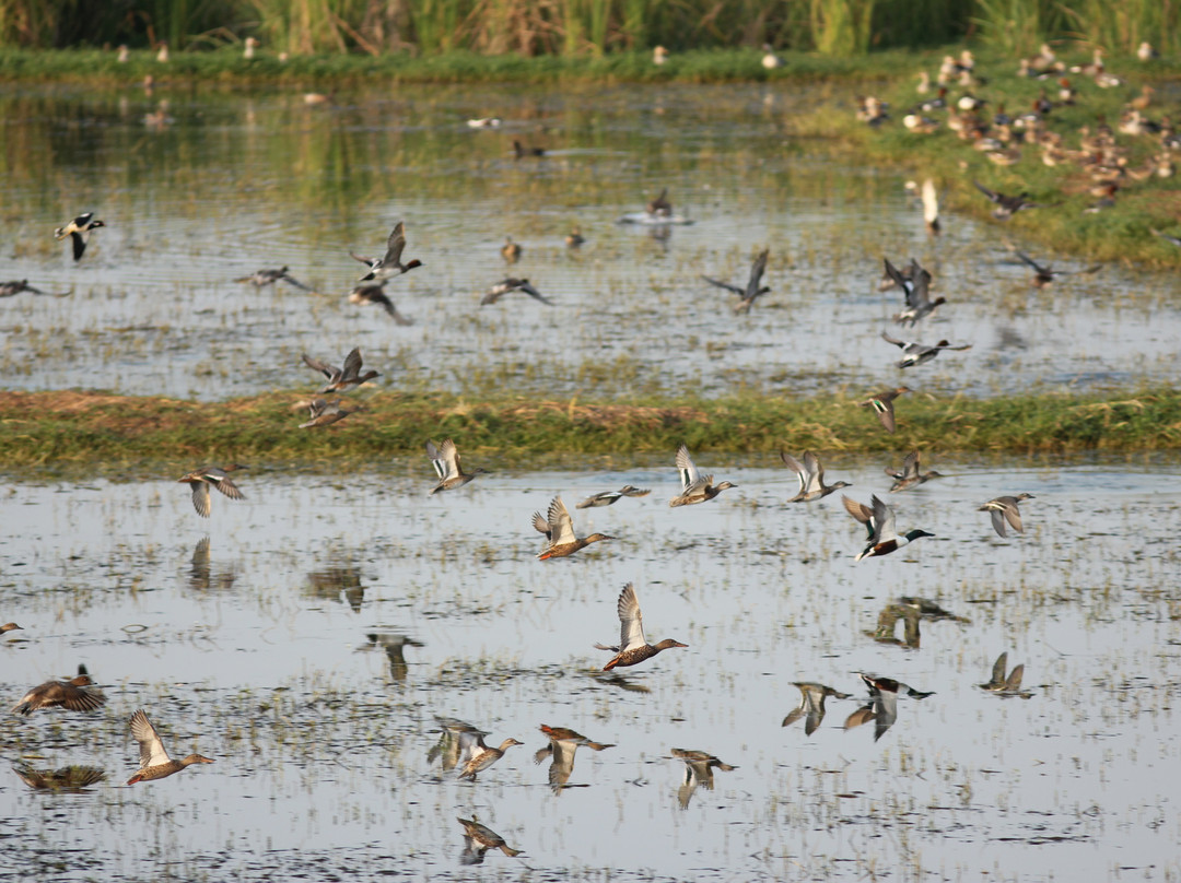 Nandur Madhyameshwar Bird Sanctuary景点图片