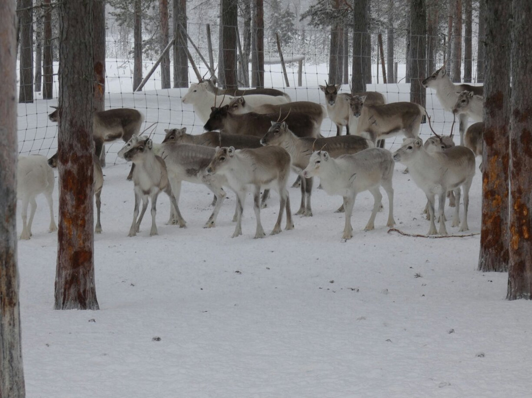 Orbas Reindeer Farm-罗瓦涅米必去景点