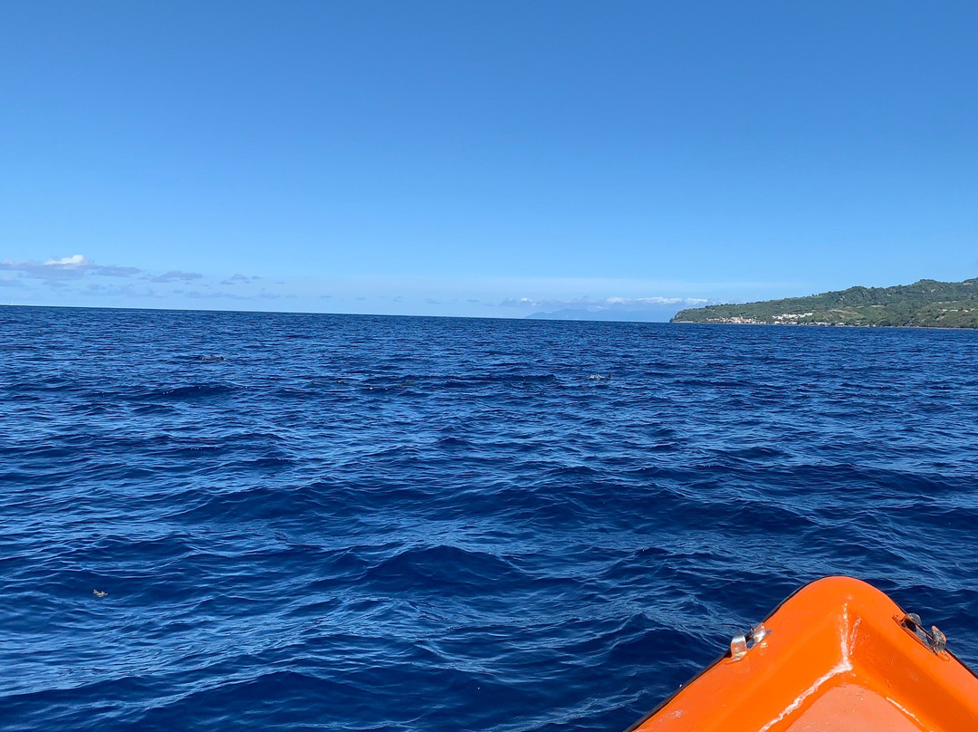 Découverte des Dauphins avec Jean-Guy-Le Precheur必去景点