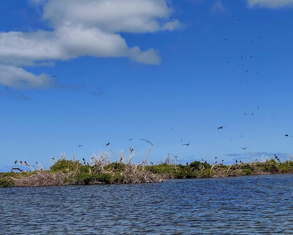 Frigate Bird Sanctuary-巴布达必去景点