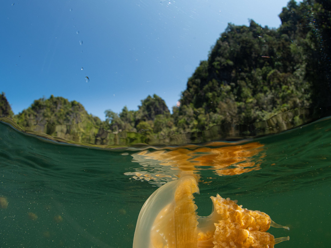 Lenmakana Jellyfish Lake景点图片