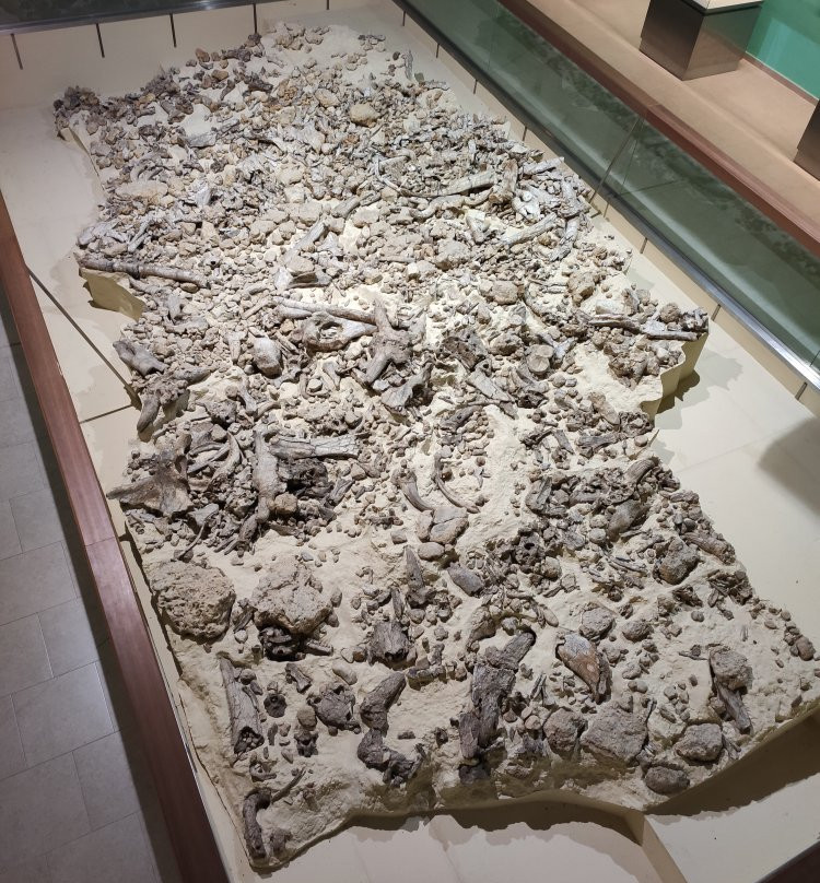 Museo Nazionale del Paleolitico-伊塞尔尼亚必去景点
