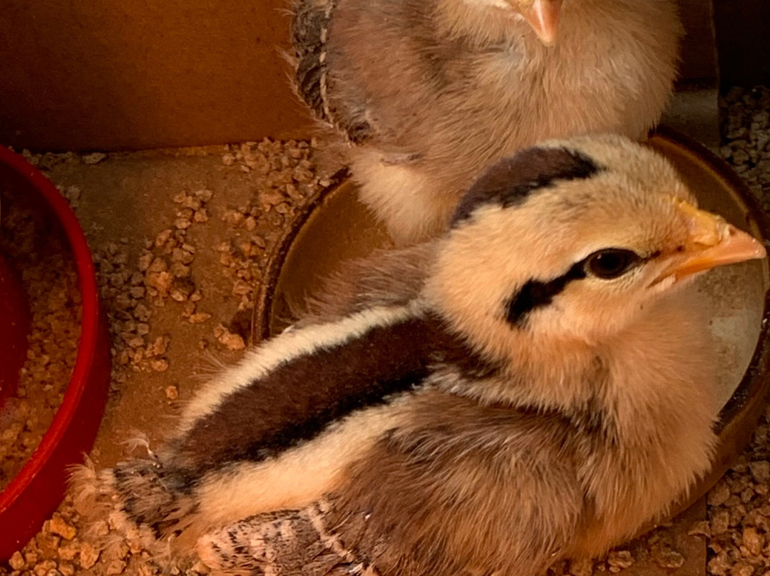 Maui Kosher Farm-怀露库必去景点