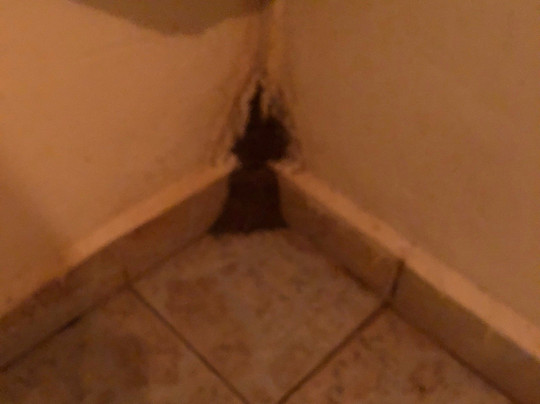 The Sea Monkey主图