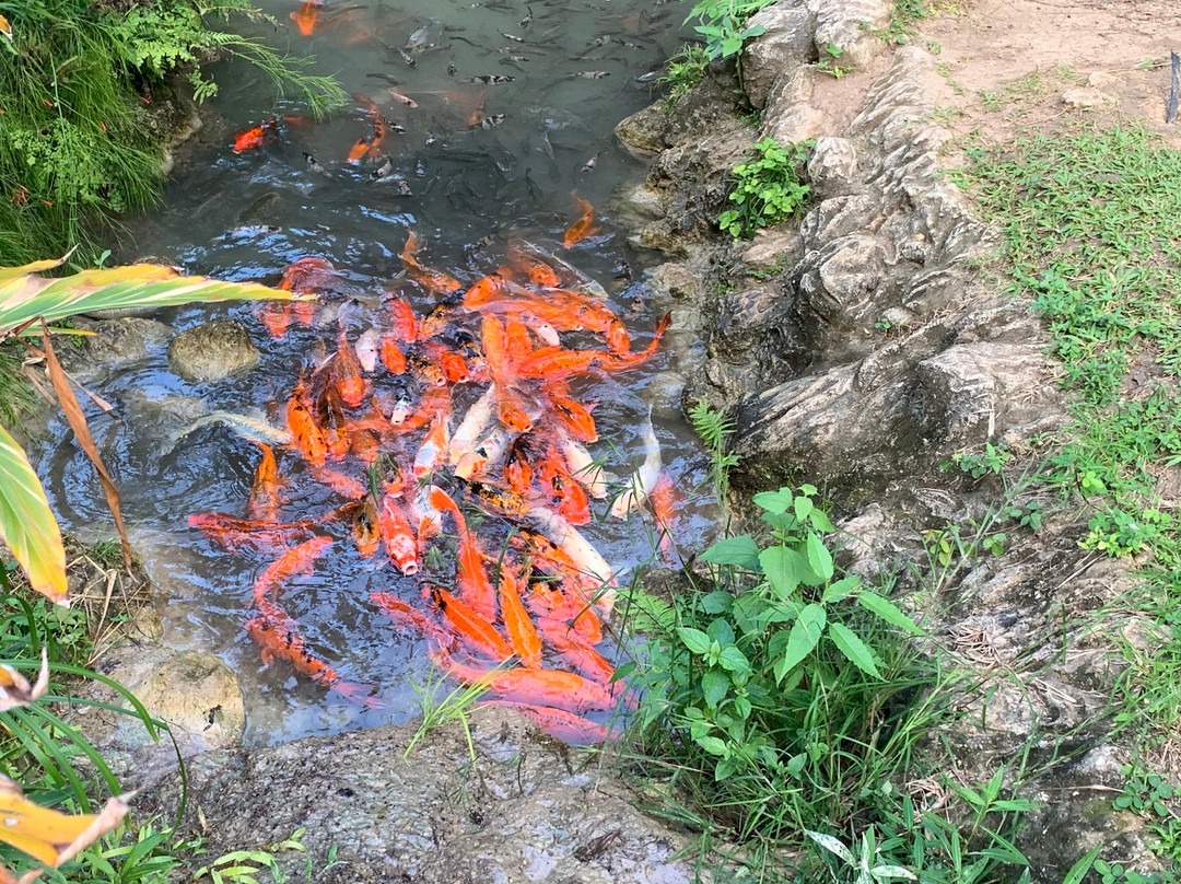 Turtle River Falls and Gardens-Saint Ann Parish必去景点