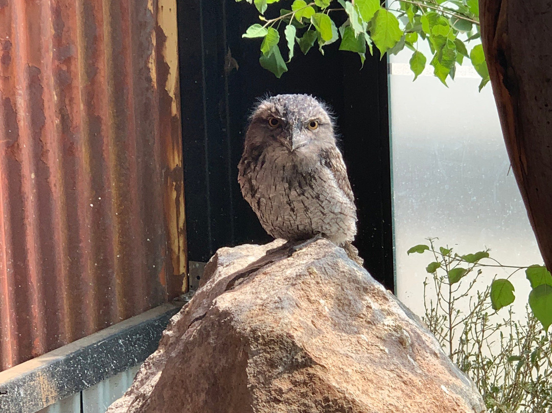 Canberra Reptile Zoo-尼克斯必去景点