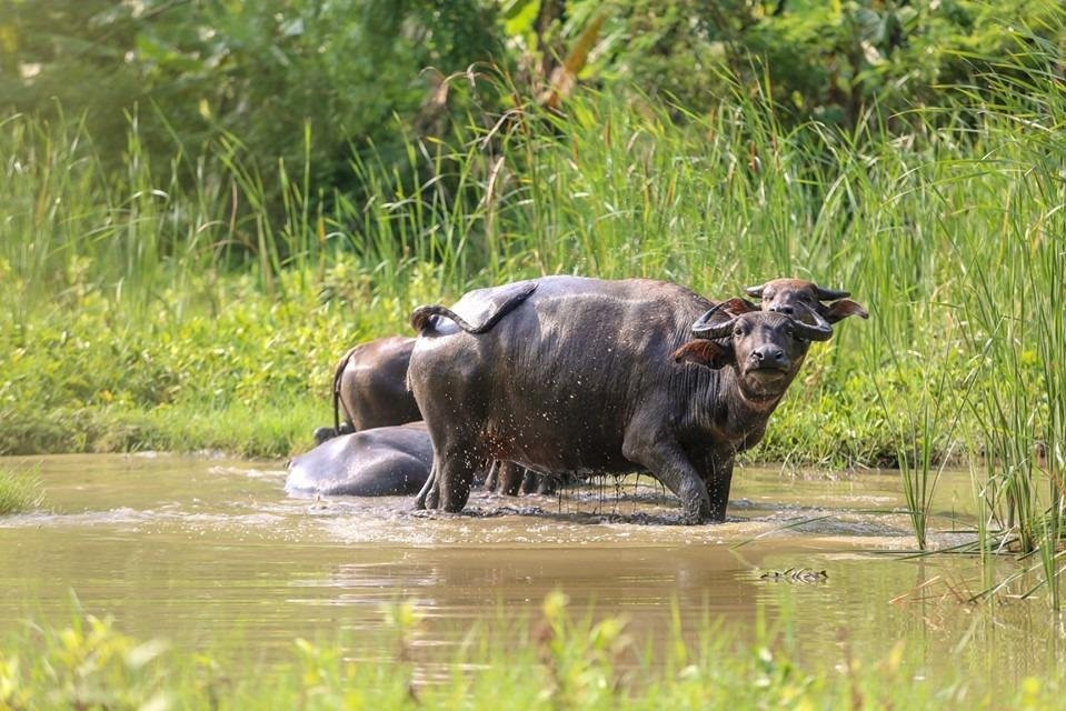Cat Ba Local Tour-下龙湾必去景点