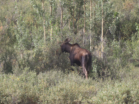 Aramark-德纳利国家公园和自然保护区必去景点