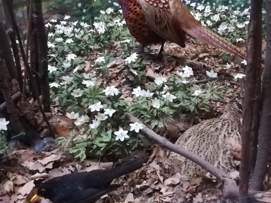 Turku Biological Museum-土尔库必去景点