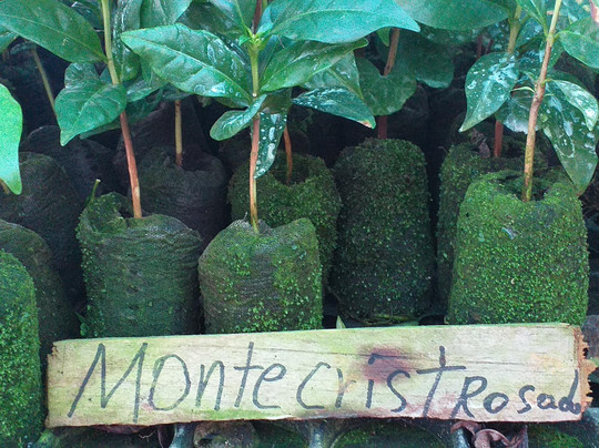 Coffea diversa-Buenos Aires必去景点