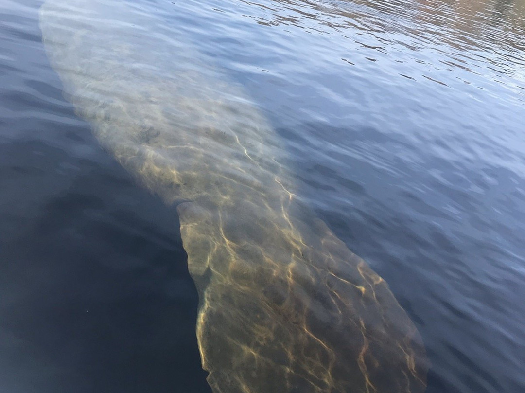 Kayaking Florida景点图片