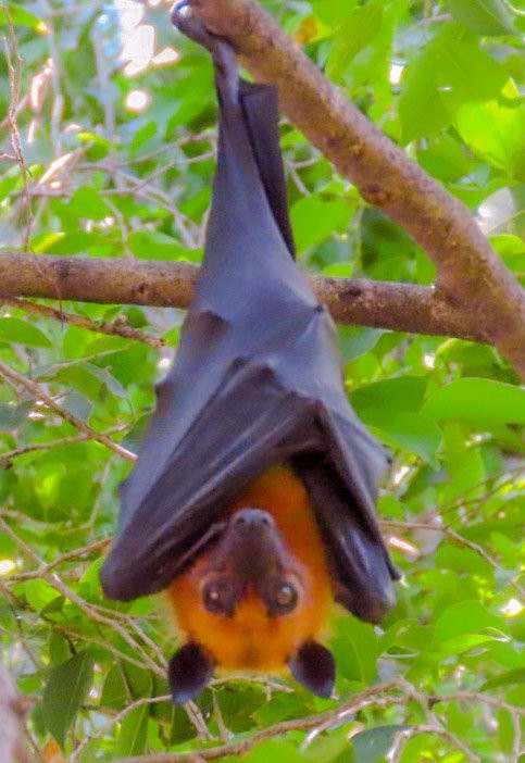 Wat Pho Bang Khla-北柳必去景点
