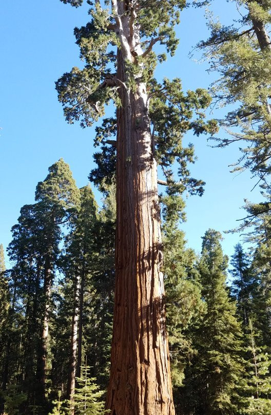 General Grant Tree Trail景点图片