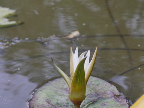 Tangalle Lagoon - Kayak-唐卡拉必去景点