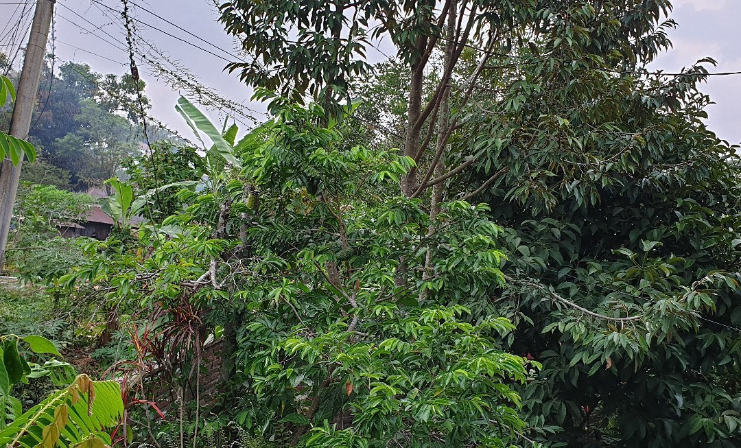 Riana Guest House主图