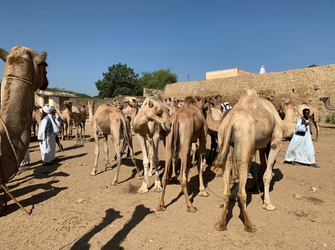 Livestock Market-Hargeysa必去景点