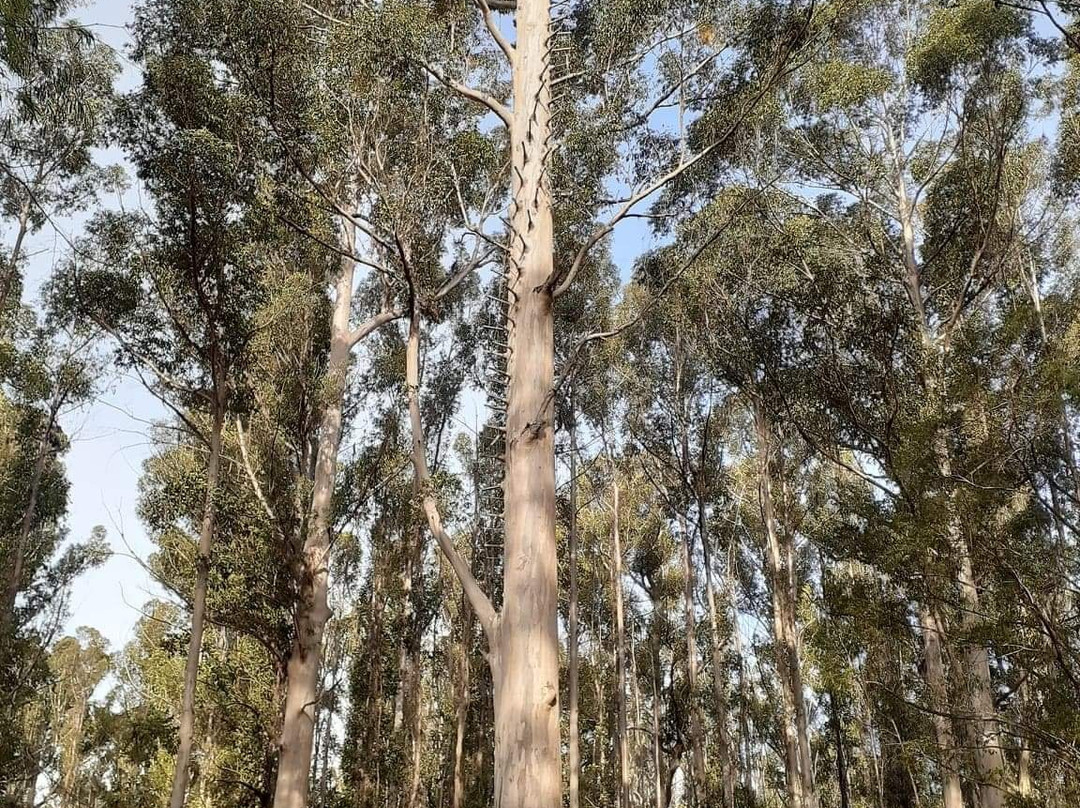 Lane-Poole Falls-Northcliffe必去景点