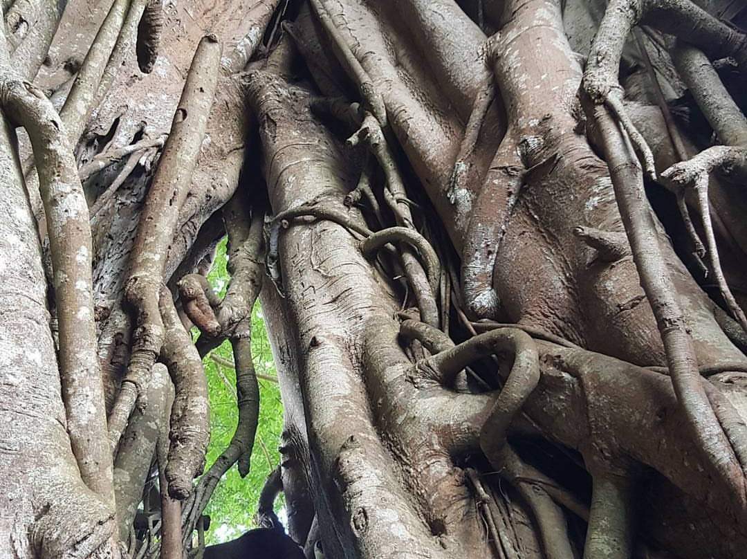 Canlaon City - Century Tree Dalakit-Canloan City必去景点