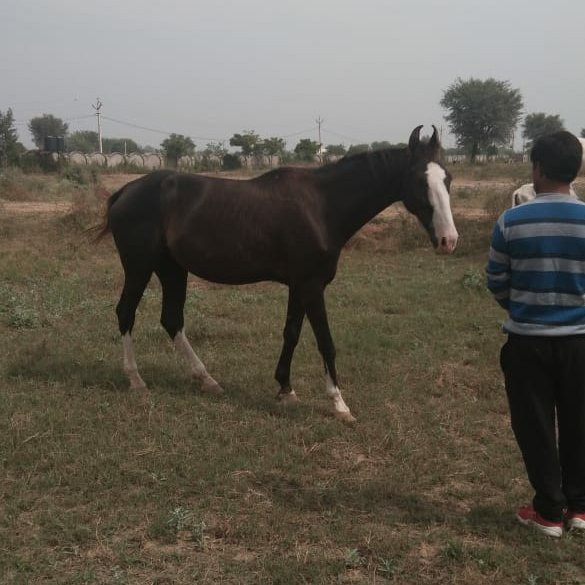 Jaipur Blue Pottery Art Centre-斋蒲尔必去景点