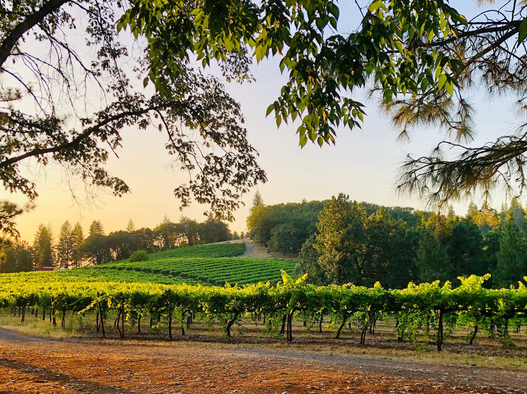 Sierra Vista Winery and Vineyards景点图片