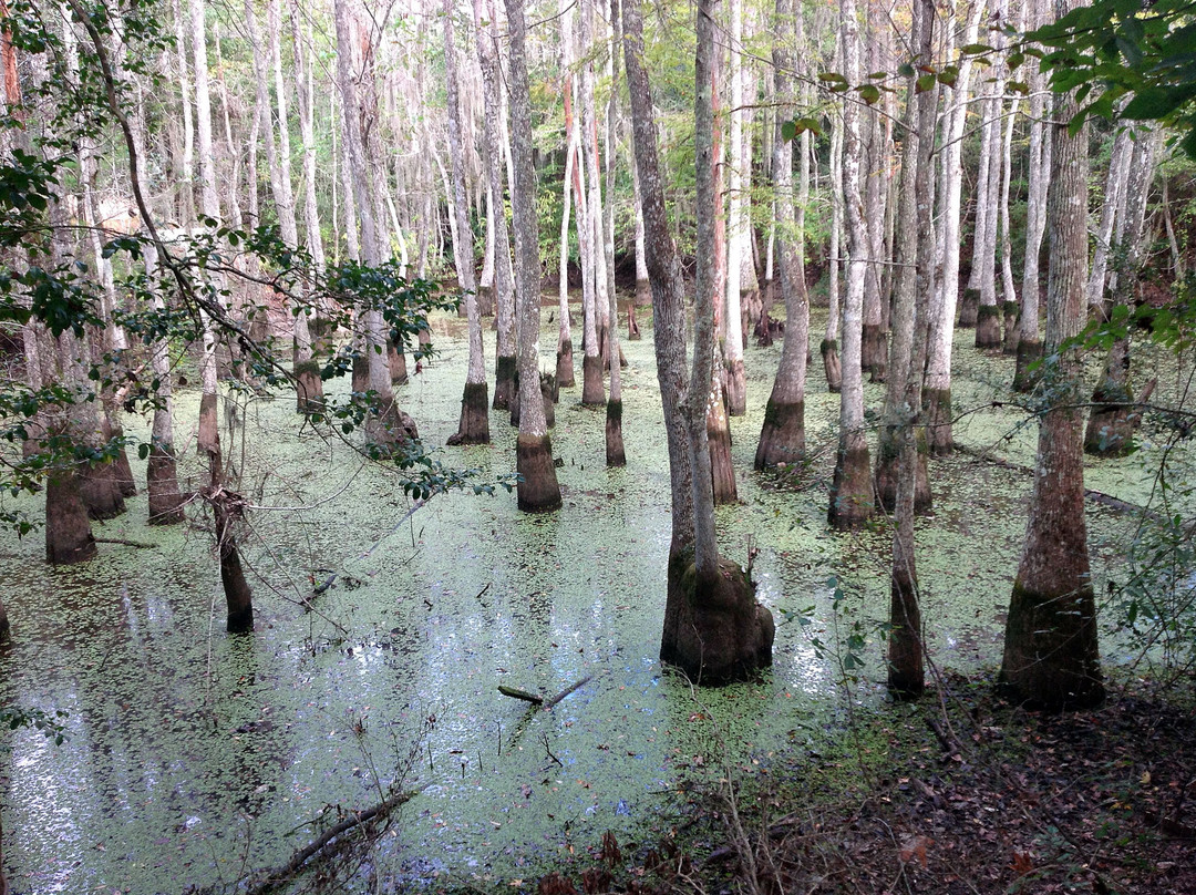 Dr. Wagner's Honey Island Swamp Tours-斯莱德尔必去景点